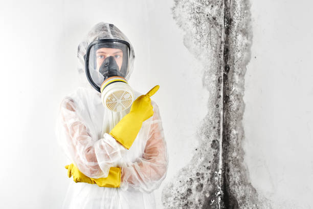 Best Mold Prevention Services  in Prien, LA