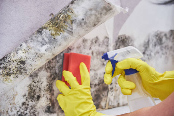 Best Forensic Mold Investigation  in Prien, LA